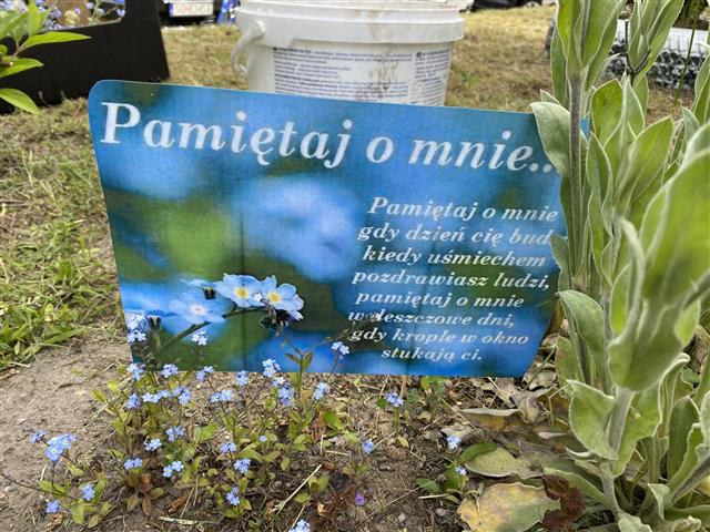 Dzień Polskiej Niezapominajki 15.05.2025 - Zdjęcie 51