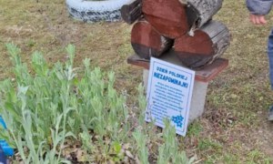 Dzień Polskiej Niezapominajki 15.05.2025 - Zdjęcie 108
