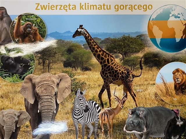Misie: Czerwiec 2025 - Zdjęcie 39