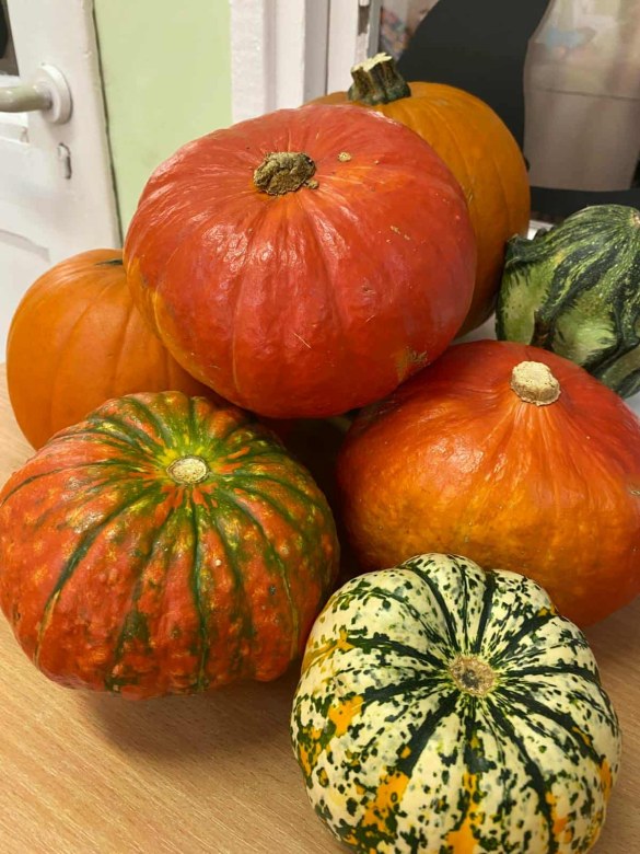 Dzień Dyni: Misie 2025 - Zdjęcie 28