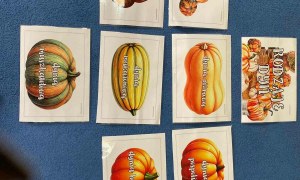 Dzień Dyni: Misie 2025 - Zdjęcie 10