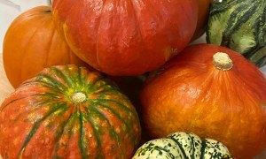 Dzień Dyni: Misie 2025 - Zdjęcie 28