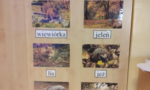 Tygryski: Październik 2025 - Zdjęcie 30