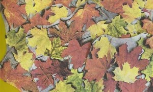 Misie: Listopad 2025 - Zdjęcie 104