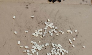 Dzień Górnika 2025 - Zdjęcie 87