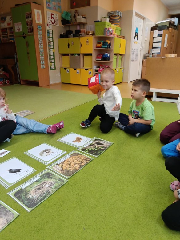 Sówki: Grudzień 2025 - Zdjęcie 253