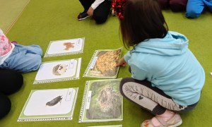 Sówki: Grudzień 2025 - Zdjęcie 129