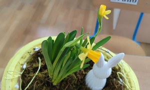 Tygryski: Marzec 2026 - Zdjęcie 73