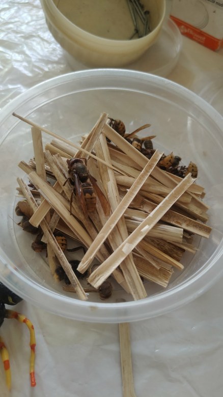 Warsztaty Pszczelarskie - Zdjęcie 31