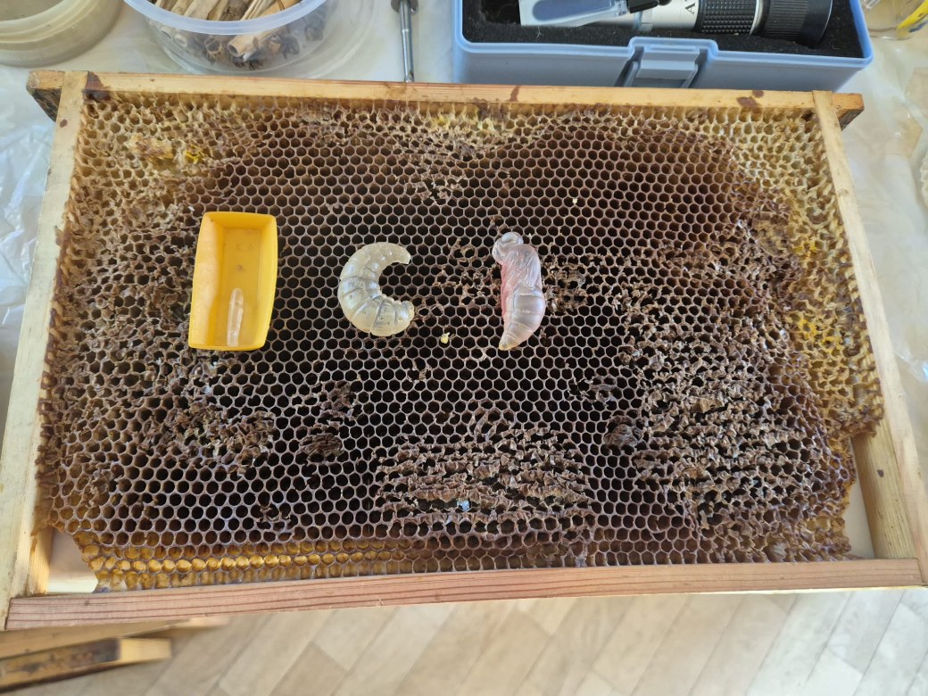 Warsztaty Pszczelarskie - Zdjęcie 81