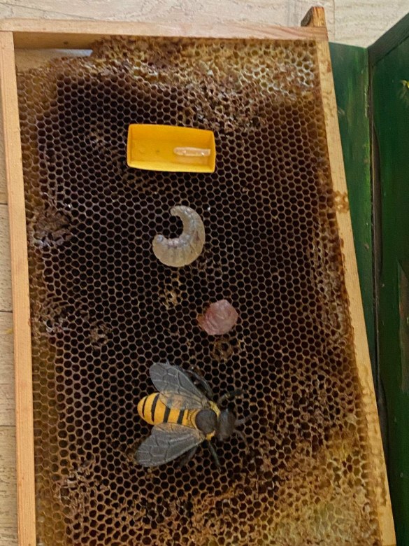 Warsztaty Pszczelarskie - Zdjęcie 149