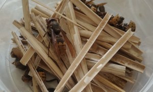 Warsztaty Pszczelarskie - Zdjęcie 31