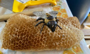 Warsztaty Pszczelarskie - Zdjęcie 47