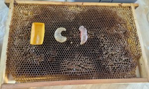 Warsztaty Pszczelarskie - Zdjęcie 81