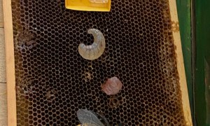 Warsztaty Pszczelarskie - Zdjęcie 149