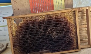 Warsztaty Pszczelarskie - Zdjęcie 106