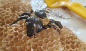 Warsztaty Pszczelarskie - Zdjęcie 174