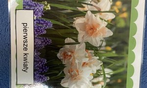 Misie: Kwiecień 2026 - Zdjęcie 2