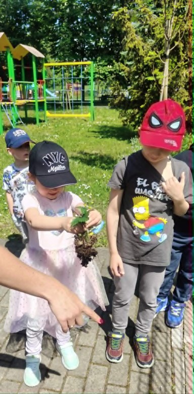 Dzień Polskiej Niezapominajki - Zdjęcie 7