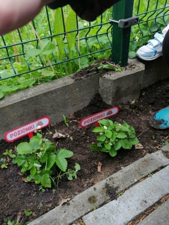 Dzień Polskiej Niezapominajki - Zdjęcie 57