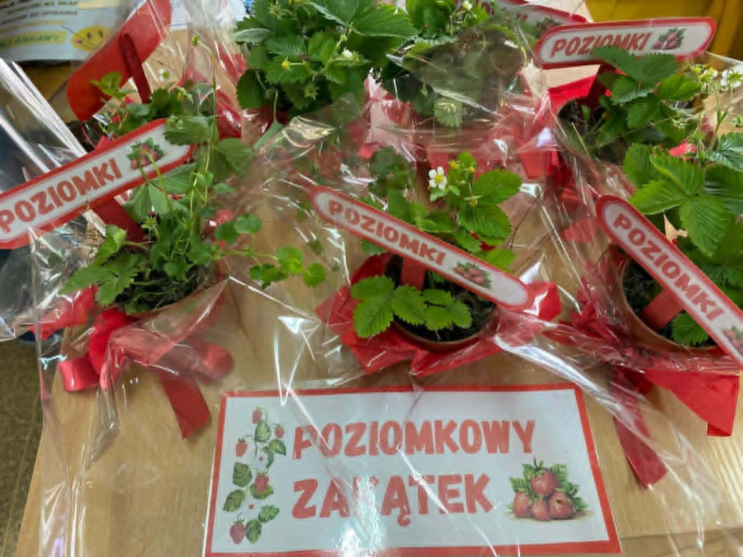 Dzień Polskiej Niezapominajki - Zdjęcie 105