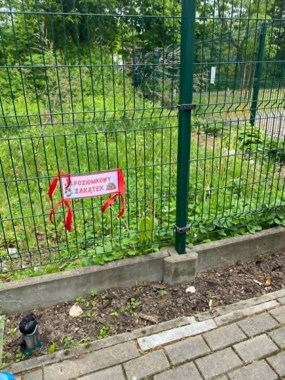 Dzień Polskiej Niezapominajki - Zdjęcie 127