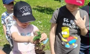 Dzień Polskiej Niezapominajki - Zdjęcie 7
