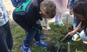 Dzień Polskiej Niezapominajki - Zdjęcie 40