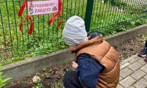 Dzień Polskiej Niezapominajki - Zdjęcie 53