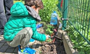 Dzień Polskiej Niezapominajki - Zdjęcie 59