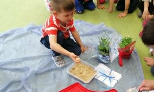 Dzień Polskiej Niezapominajki - Zdjęcie 62