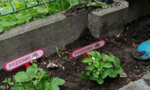 Dzień Polskiej Niezapominajki - Zdjęcie 57
