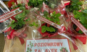 Dzień Polskiej Niezapominajki - Zdjęcie 105
