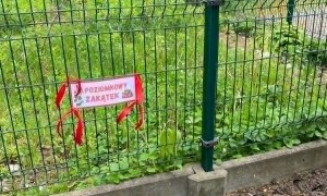 Dzień Polskiej Niezapominajki - Zdjęcie 127