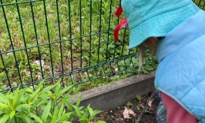 Dzień Polskiej Niezapominajki - Zdjęcie 142
