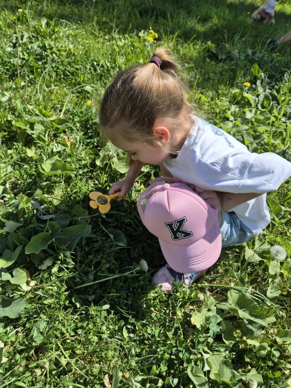 Sówki: Maj 2026 - Zdjęcie 16