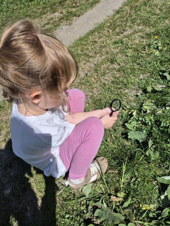 Sówki: Maj 2026 - Zdjęcie 48