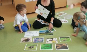 Sówki: Maj 2026 - Zdjęcie 10