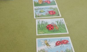 Sówki: Maj 2026 - Zdjęcie 32