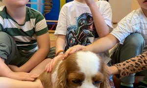 Dogoterapia - Zdjęcie 15