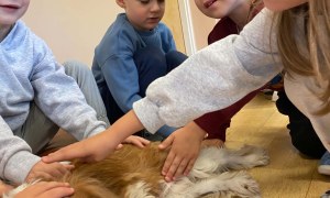 Dogoterapia - Zdjęcie 36