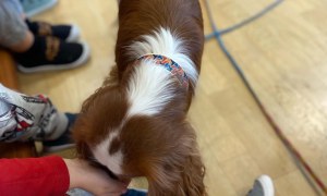 Dogoterapia - Zdjęcie 43