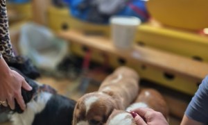 Dogoterapia: Październik - Zdjęcie 76