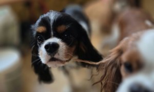 Dogoterapia: Październik - Zdjęcie 79