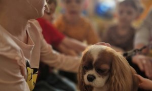 Dogoterapia: Październik - Zdjęcie 86
