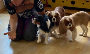 Dogoterapia: Październik - Zdjęcie 50