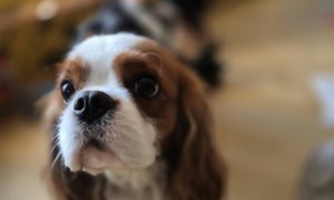 Dogoterapia: Październik - Zdjęcie 93