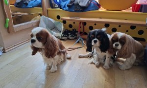 Dogoterapia: Październik - Zdjęcie 2