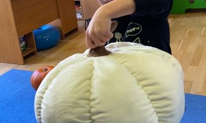Dzień Dyni w grupie Żabki - Zdjęcie 24